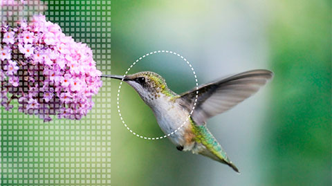 Full HD Pic of a Hummingbird Feeding on a Pink Flower
