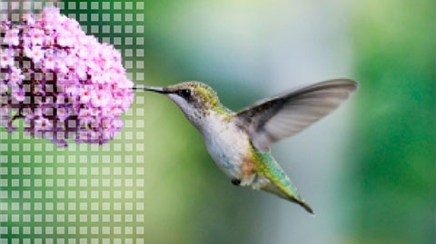 Non Full HD Pic of a Hummingbird Feeding on a Pink Flower