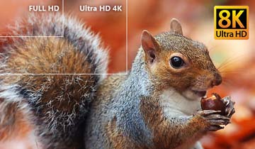 Full HD, Ultra HD 4K and 8K Ultra HD Size Comparisons on the Image of a Squirrel Eating an Acorn