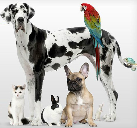 1800PETSUPPLIES GIFT CARD