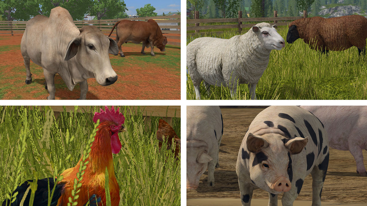 Four images of animals, top-left of cows, top-right of sheep, bottom-left of a rooster and bottom-right of a pig