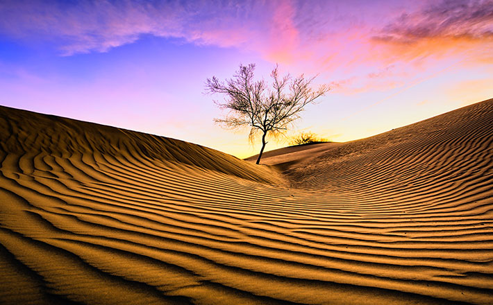There is a tree in a desert