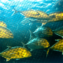 Aquaculture