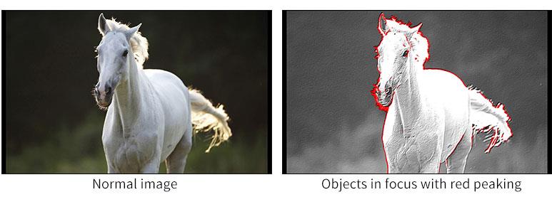 image for this item