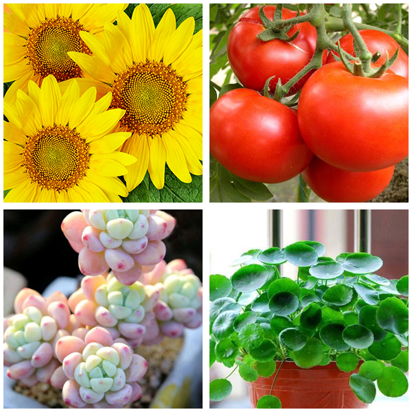 Grow Light Plant Lights for Indoor Plants