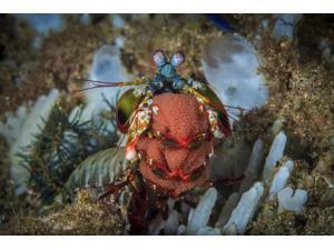 A peacock mantis shrimp carrying its egg ribbon Anilao Philippines Poster Print by Brook PetersonStocktrek Images (17 x 11) A peacock mantis shrimp carrying its egg ribbon Anilao Philippines Poster Print by Brook PetersonStocktrek Images (17 x 11)