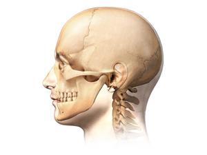 Male human head with skull in ghost effect side view Poster Print by Leonello CalvettiStocktrek Images (16 x 16) Male human head with skull in ghost effect side view Poster Print by Leonello CalvettiStocktrek Images (16 x 16)