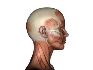 Human anatomy of female facial muscles profile view Poster Print by Elena DuvernayStocktrek Images (11 x 17) Human anatomy of female facial muscles profile view Poster Print by Elena DuvernayStocktrek Images (11 x 17)