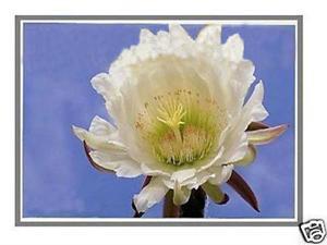 NEW HP L14383-001 14.0" LED FHD DISPLAY SCREEN AG UWVA NEW HP L14383-001 14.0" LED FHD DISPLAY SCREEN AG UWVA