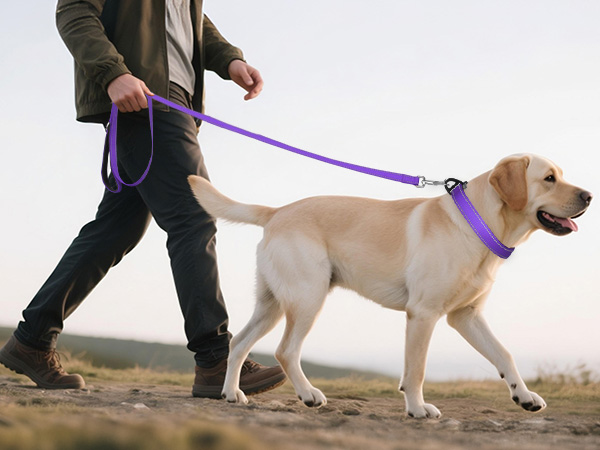 heavy duty dog collar