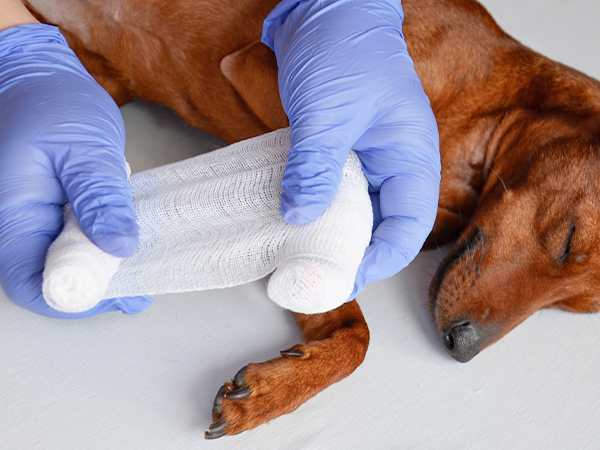 Pet Care