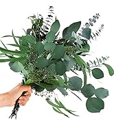 12 Pcs Mixed Real Dried Eucalyptus Leaves Stems - Preserved Eucalyptus Branches, Silver Dollar Eu...