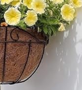 plants hooks