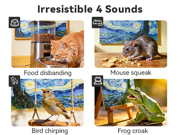 cat toys