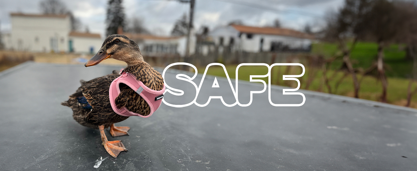 dog leash harness