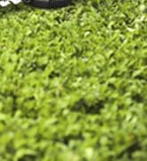 electric hedge trimmer