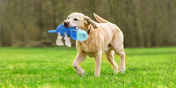 a dog with a cute blue plush dog toy