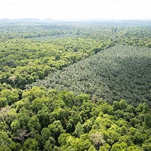 palm oil plantation