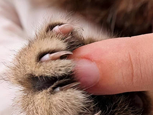 Dog Nail Grinder