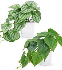 https://m.media-amazon.com/images/S/aplus-media-library-service-media/a675ac0c-1b36-4ca9-8865-9852885a498d.__CR56,0,889,1000_PT0_SX200_V1___.jpeg