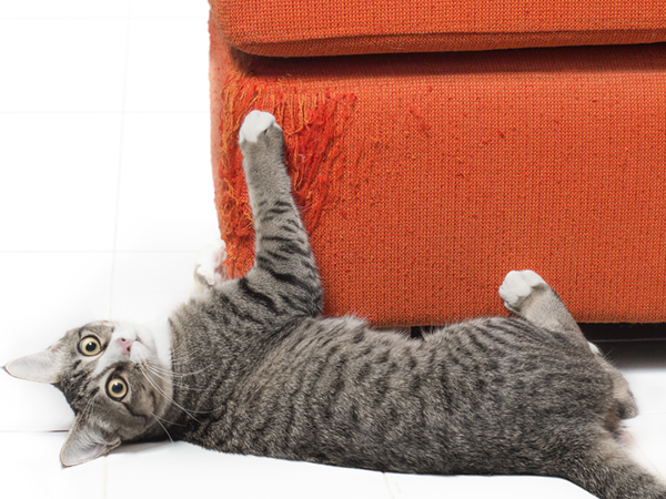 Why indoor cats often scratch furniture