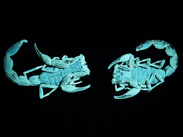 Scorpions Finder