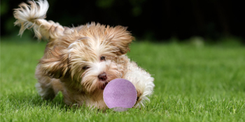 wool dryer balls xl