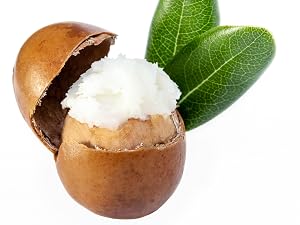 Beautiful open shea nut, with shea butter inside