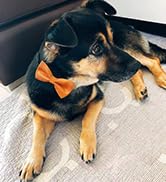 bowtie