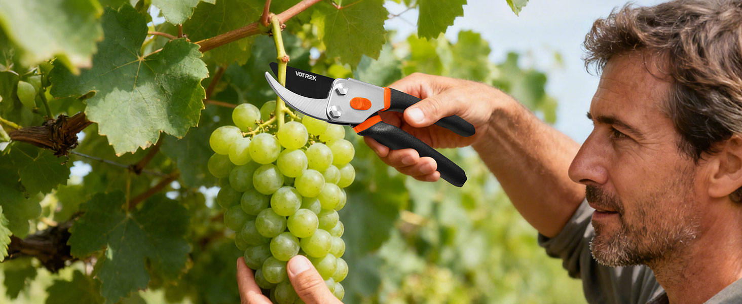 Close-up shot of hands trimming green grapes from a grapevine in a vineyard, using pruning shears.