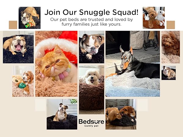 dog bed