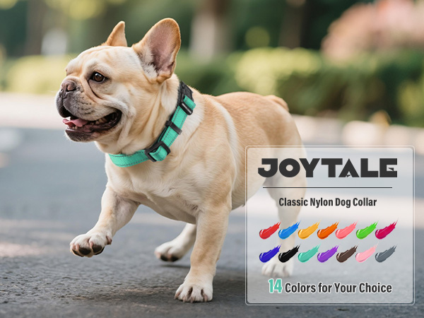 small dog collar