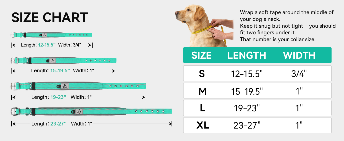 dog collar