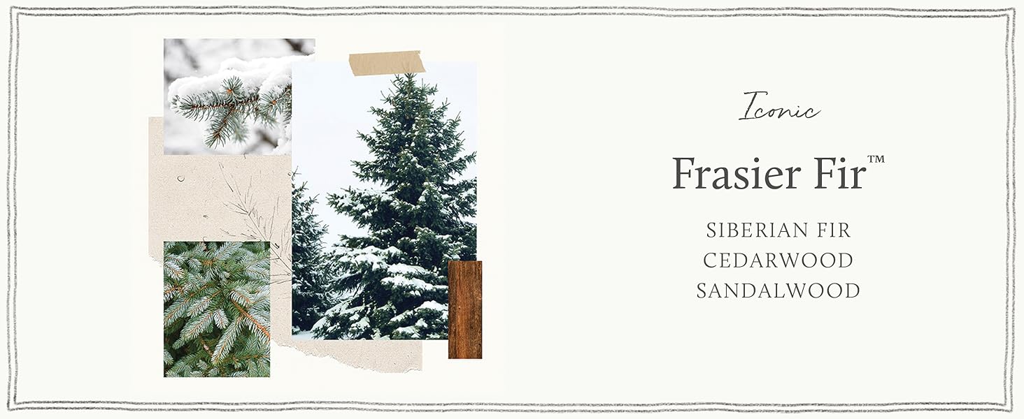 Frasier Fir Fragrance Notes