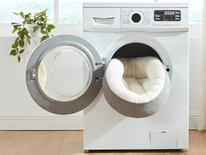 dog bed