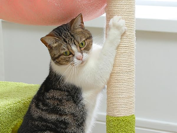 Posts and boards are made from FSC-certified wood for a safe indoor cat experience.