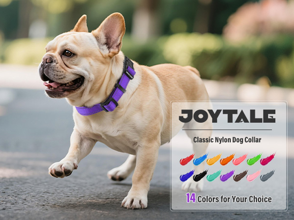 dog collar