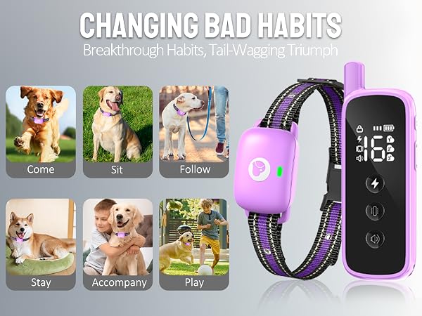 dog training collar
