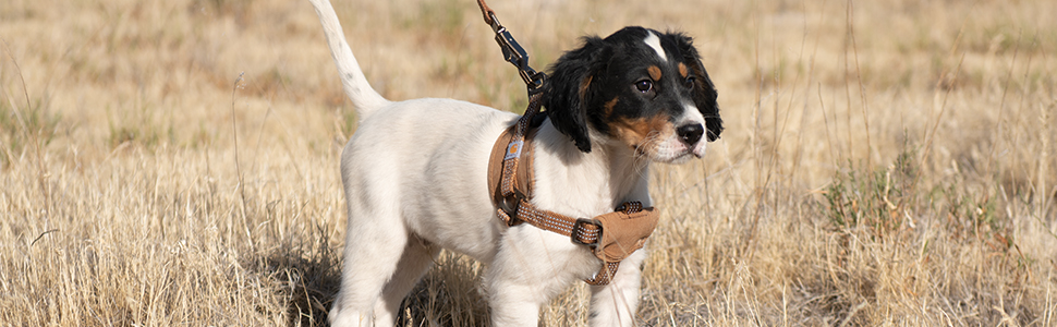 Pet Harness; Pet collar; durable material; high visibility; Strong fit harness