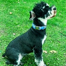 dog collar