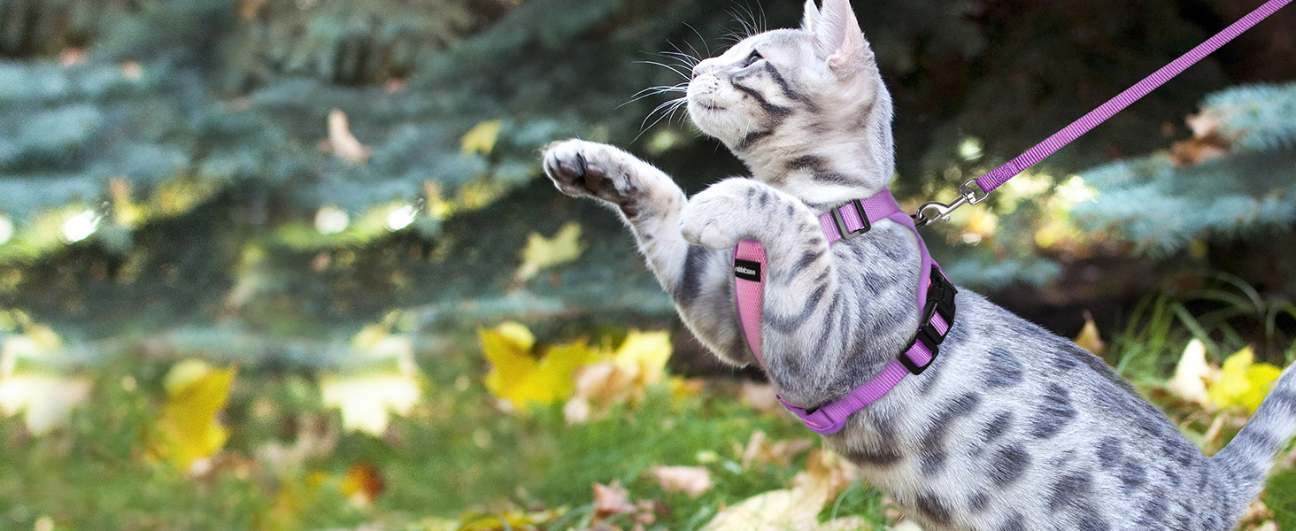 cat harness
