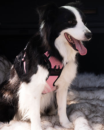dog harness