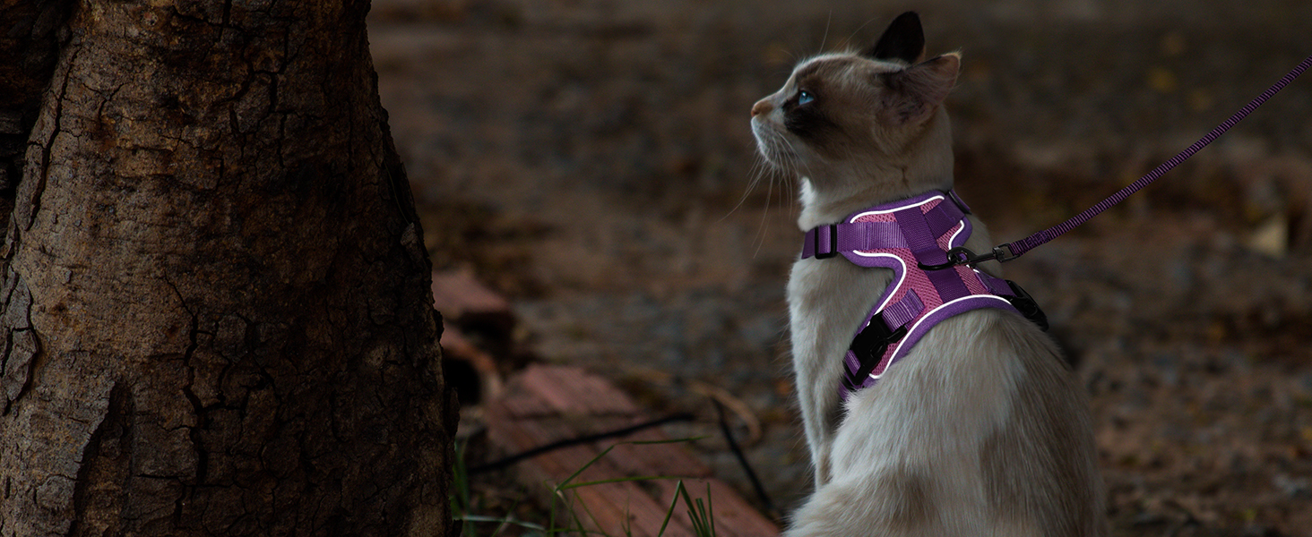 cat harness