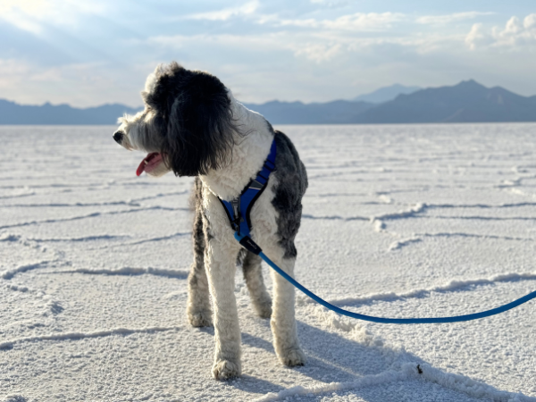 Rope leash with safety clasp Comfortable rope leash for puppies