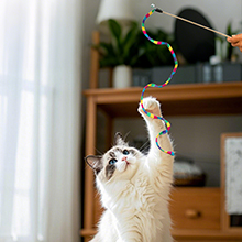 cat toys