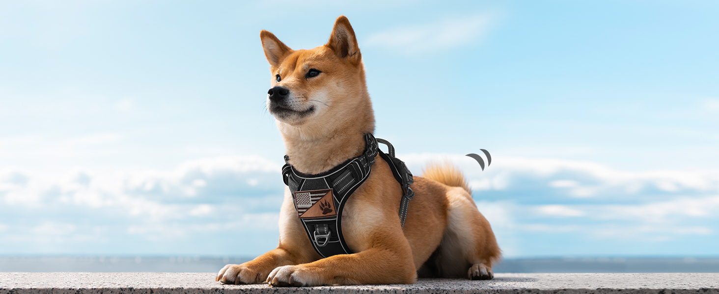 dog harness small dog