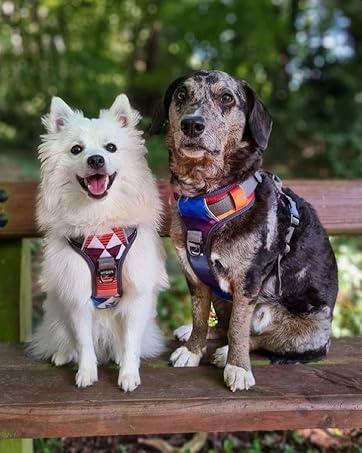 Embark Harness