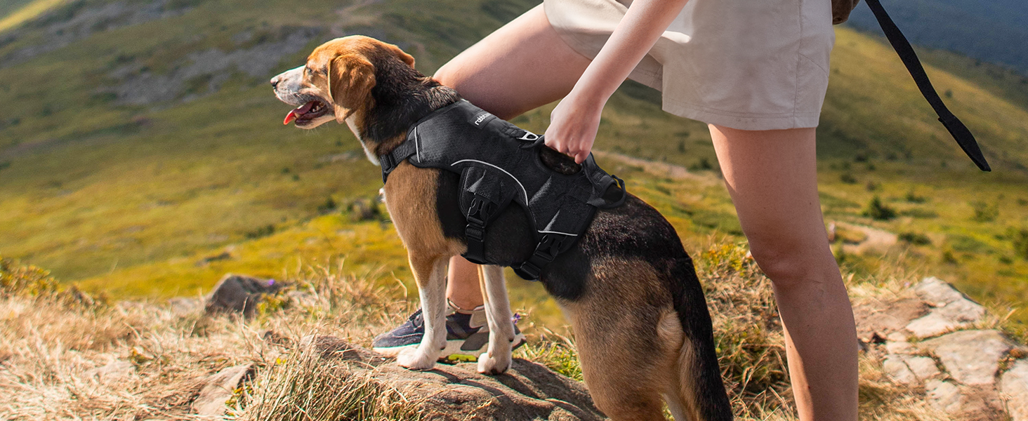 a dog wearing a harness on a rock