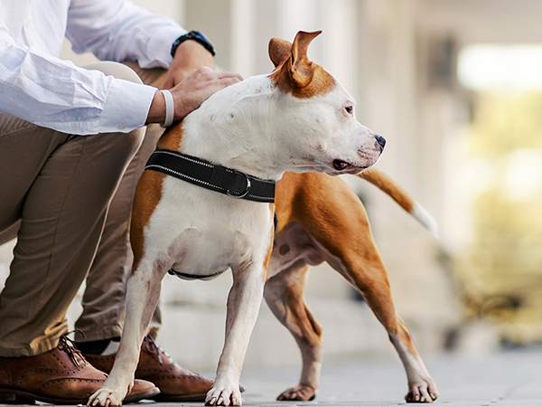 dog harness