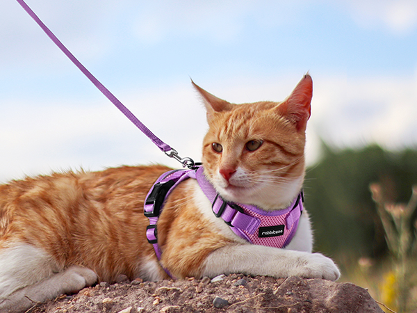 dog harness